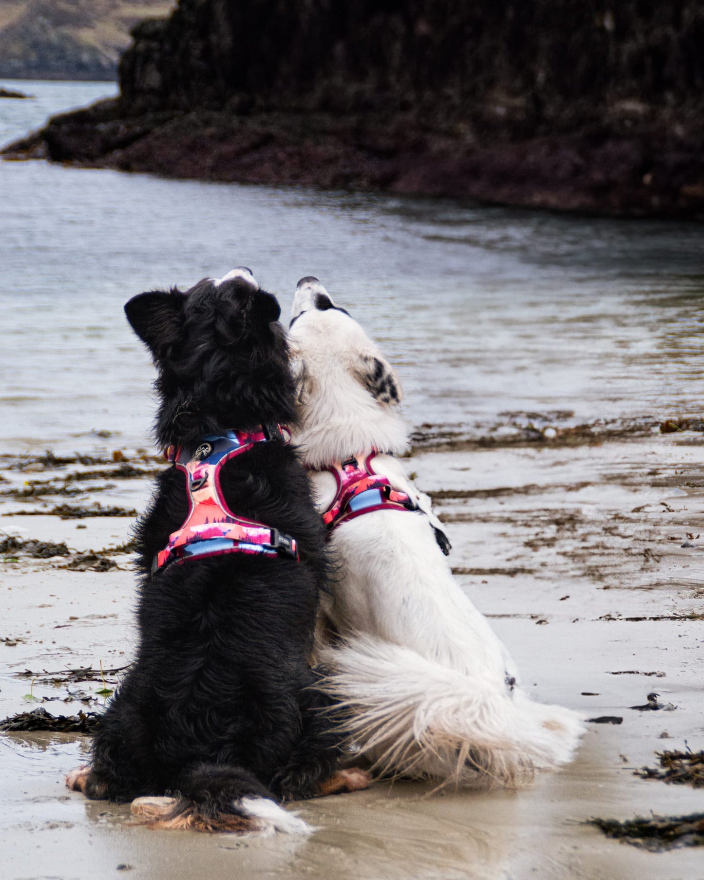 Sedona Skies Harness