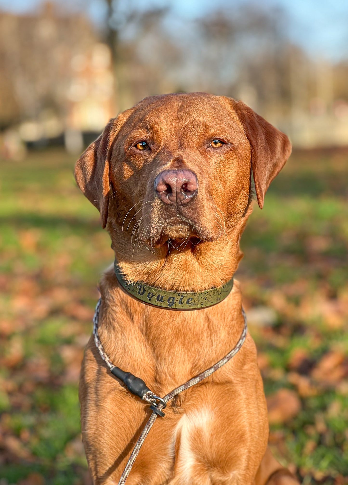 The Mournes - Cork x Biothane collar
