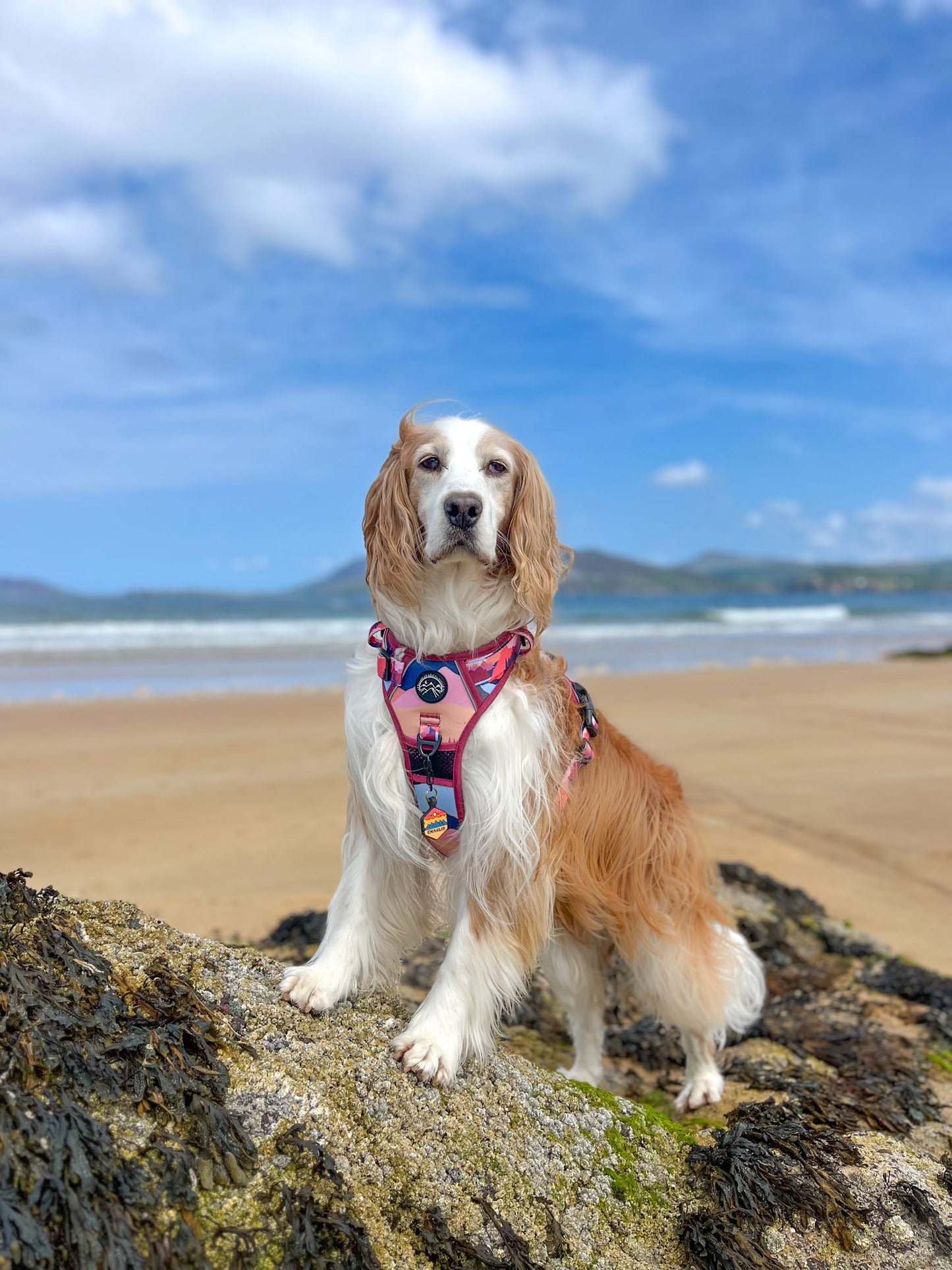 Sedona Skies Harness