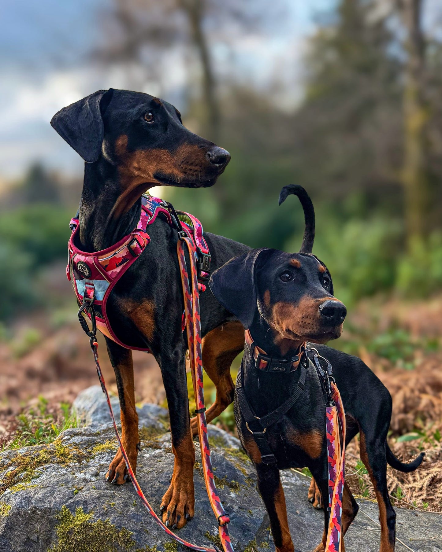 Sedona Skies Harness
