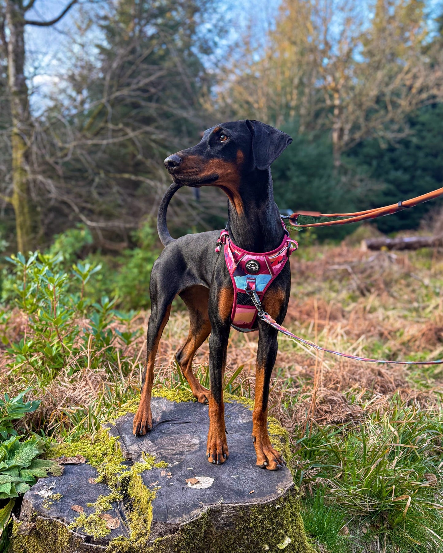 Sedona Skies Harness