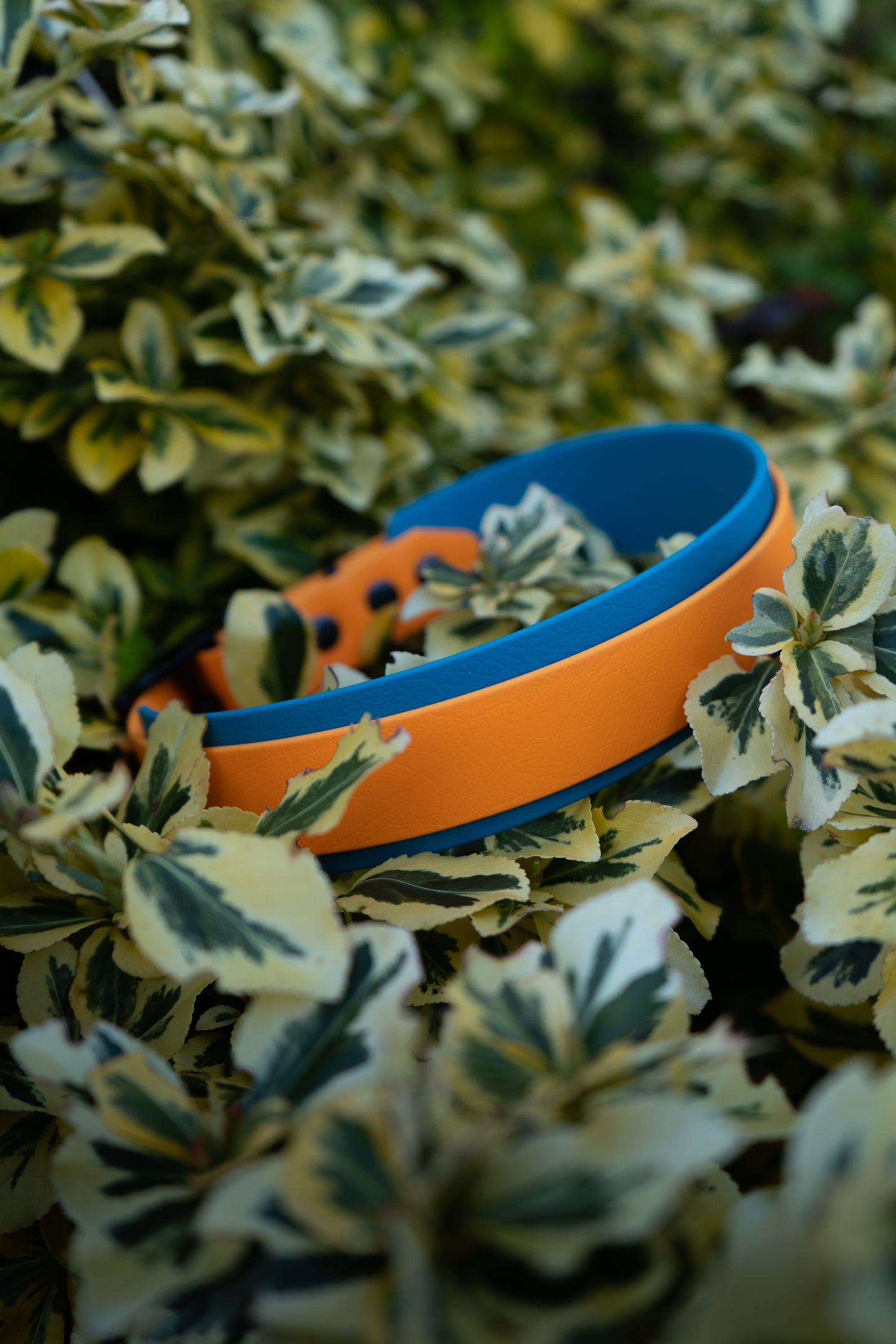 Klassieke halsband in hondenstijl