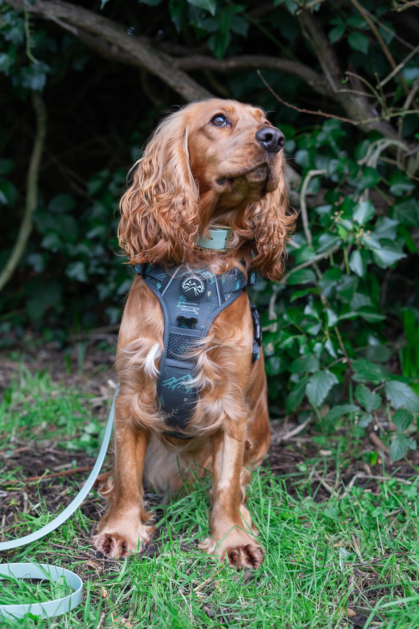 Go Wilder Harness