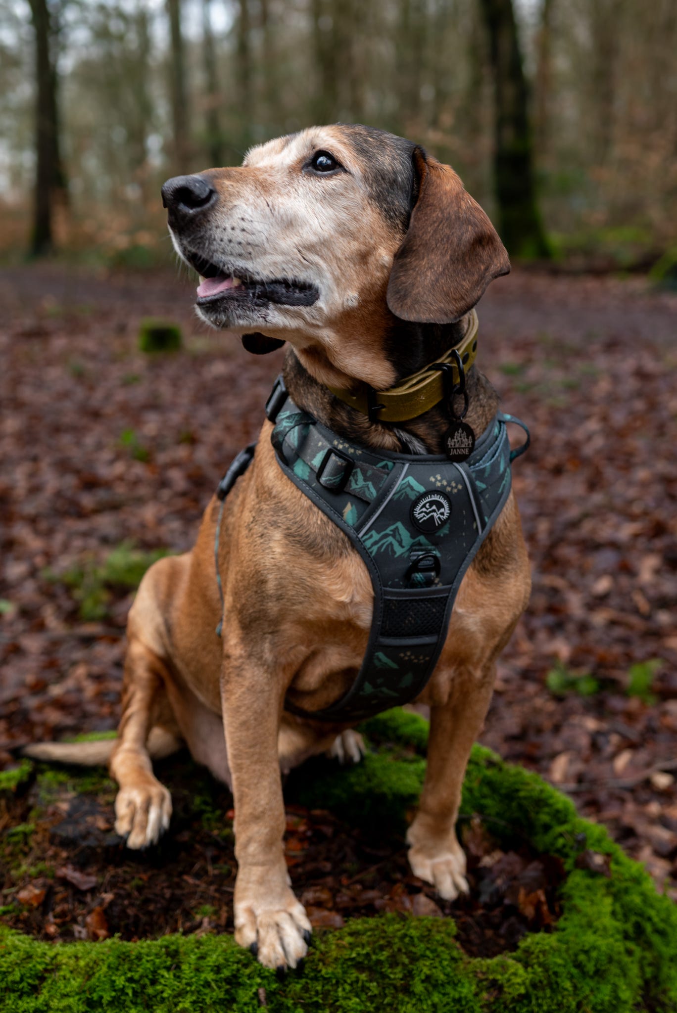 Go Wilder Harness