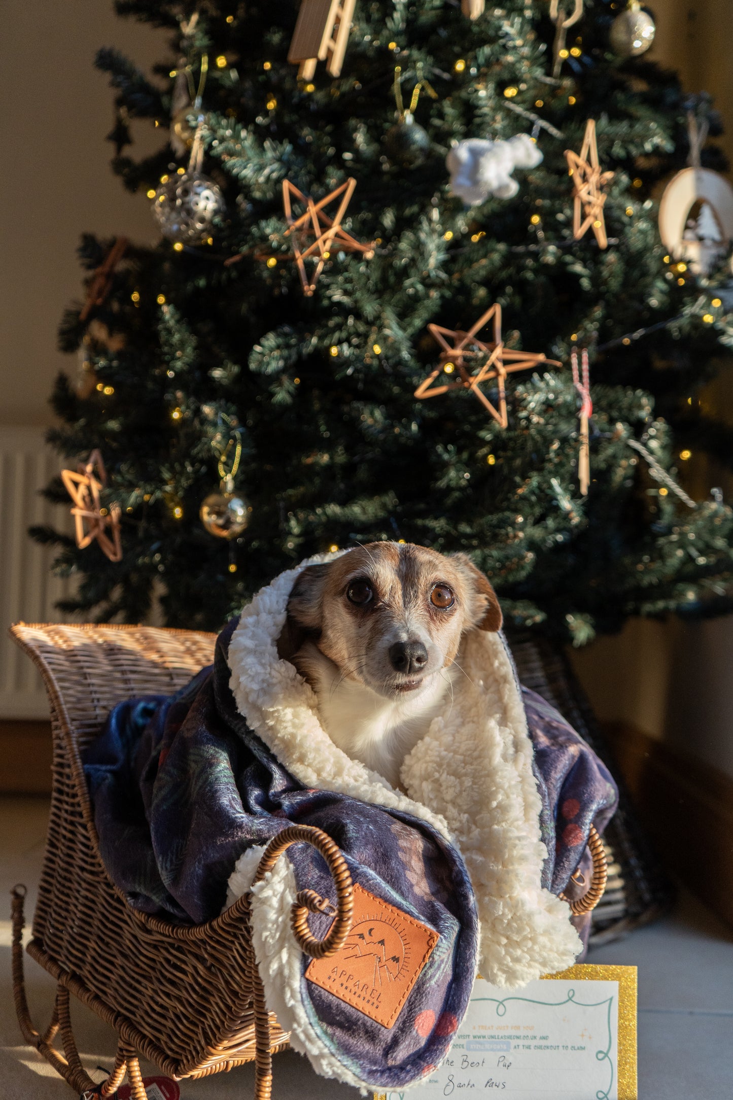 Zoomies & Snoozies Christmas Bundle - UNLEASHED