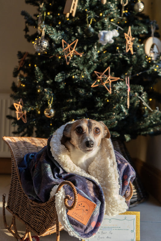 Zoomies & Snoozies Christmas Bundle - UNLEASHED