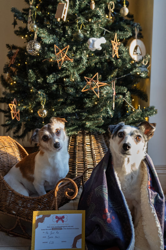 Zoomies & Snoozies Christmas Bundle- WOOFLAND
