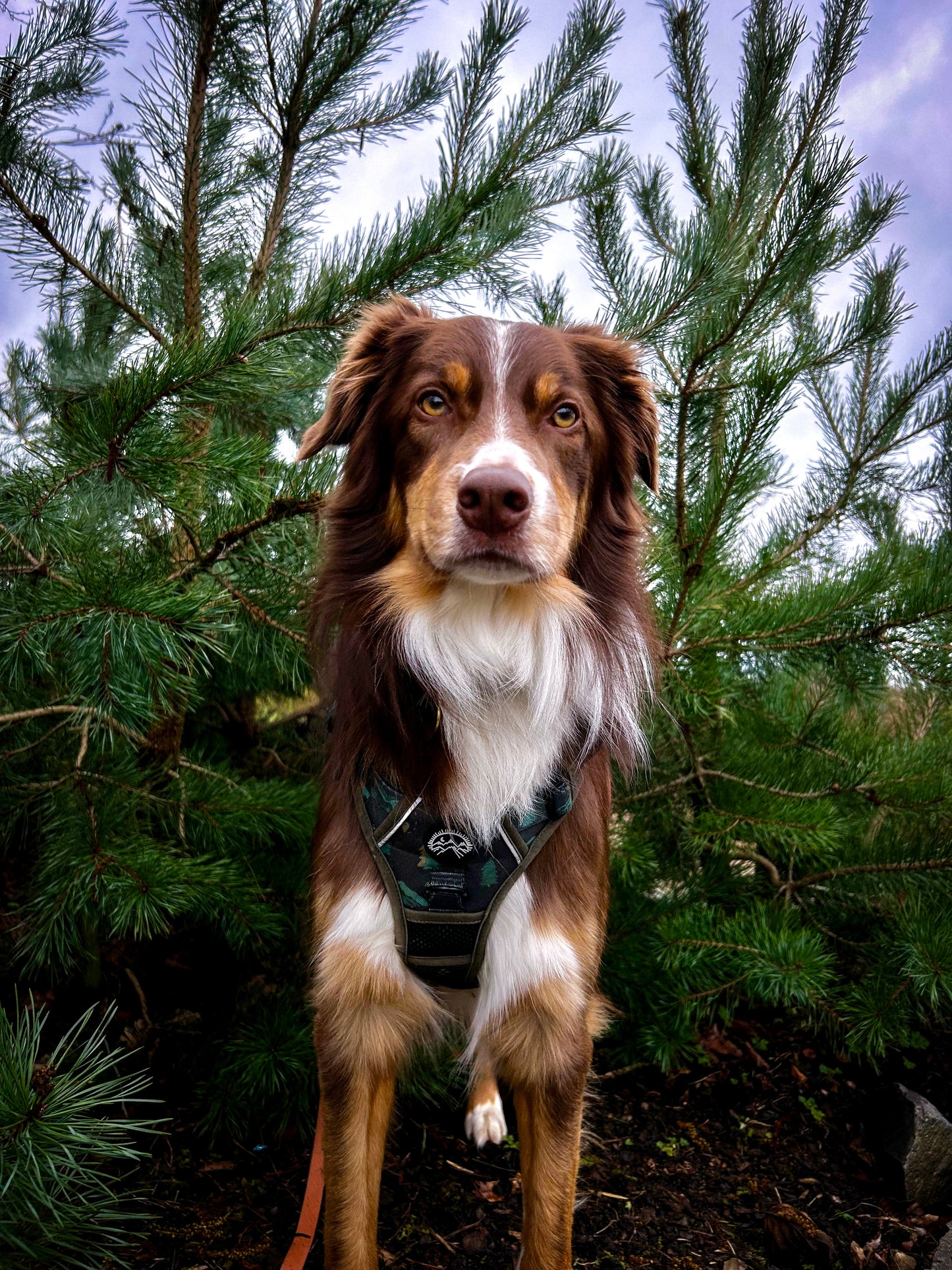 Go Wilder Harness