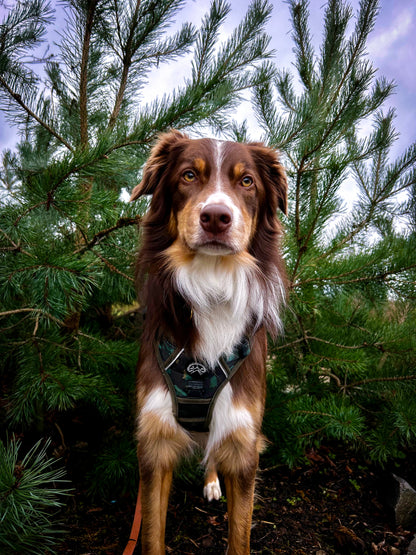 Go Wilder Harness