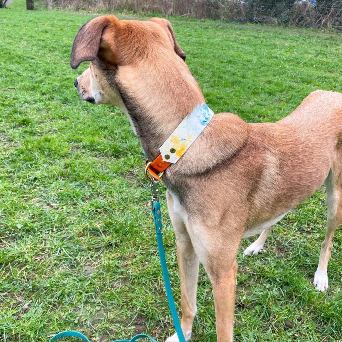 Water colour hound collar - Apparel By Unleashed