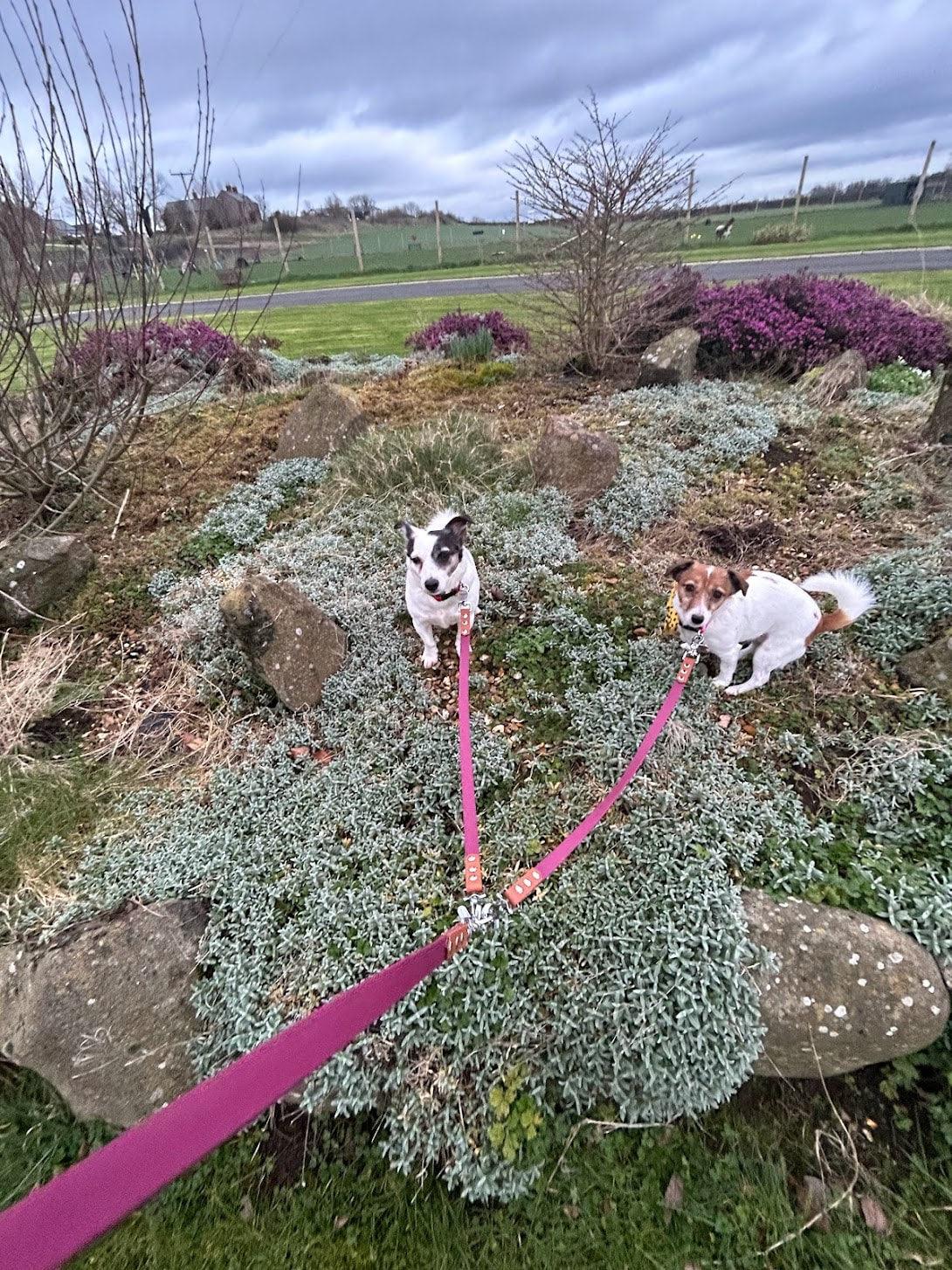 Multi dog Adapter - Apparel By Unleashed