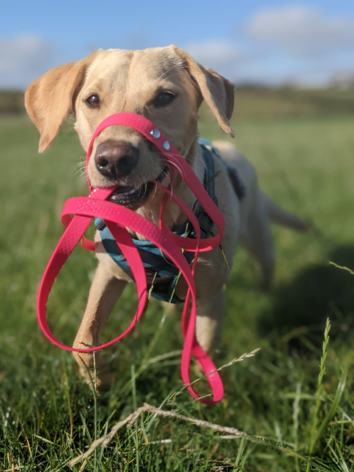 3m Waterproof Long Lead for Dog Training – Apparel By Unleashed